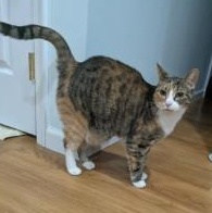 Enlarge Maya, a ADOPTABLE Domestic Short Hair in Annapolis, MD image 3/5