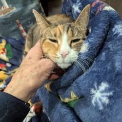 Enlarge Maya, a ADOPTABLE Domestic Short Hair in Annapolis, MD image 4/5