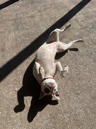 Queen, Adoptable, Adult Female Mixed Breed & Mixed Breed.