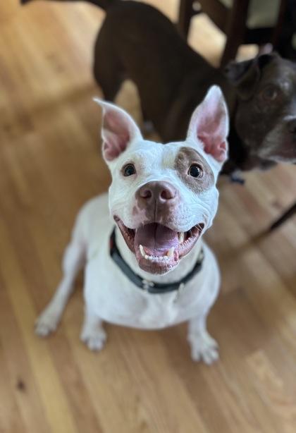 Enlarge Queen-ADOPTED!, a Adoptable Mixed Breed in Chamblee, GA image 1/3