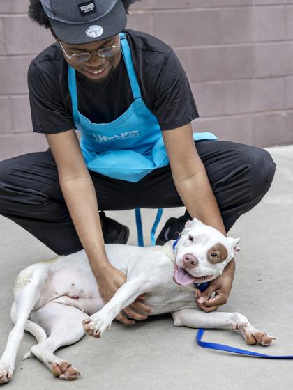 Queen - IN FOSTER, Adoptable, Adult Female Mixed Breed & Mixed Breed.