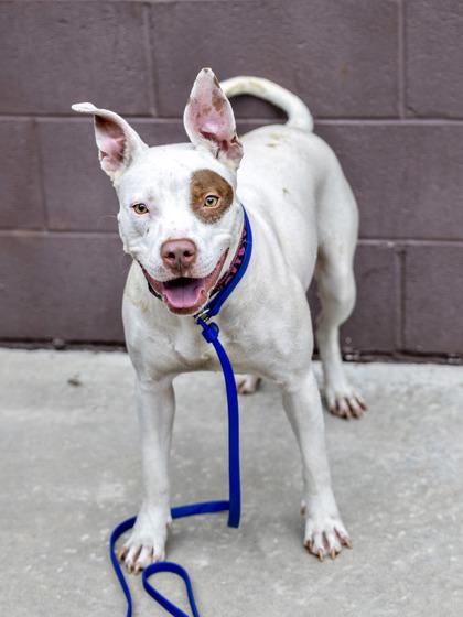 Enlarge Queen - IN FOSTER, a Adoptable Mixed Breed in Chamblee, GA image 2/3