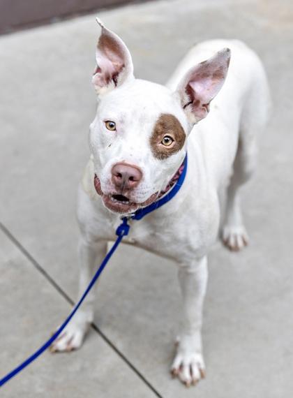 Enlarge Queen - IN FOSTER, a Adoptable Mixed Breed in Chamblee, GA image 3/3