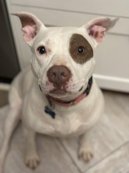 Enlarge Queen-ADOPTED!, a Adoptable Mixed Breed in Chamblee, GA image 3/3
