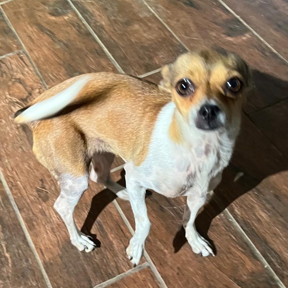 Bella, Adoptable, Young Female Chihuahua.