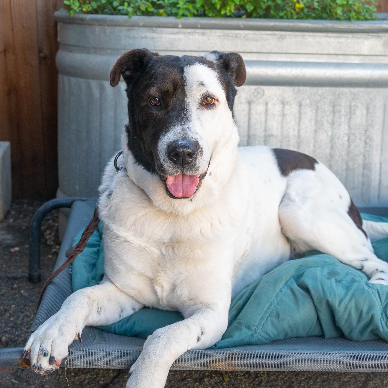 STYMIE, a Adoptable mixed breed in Pasadena, CA image 4/10