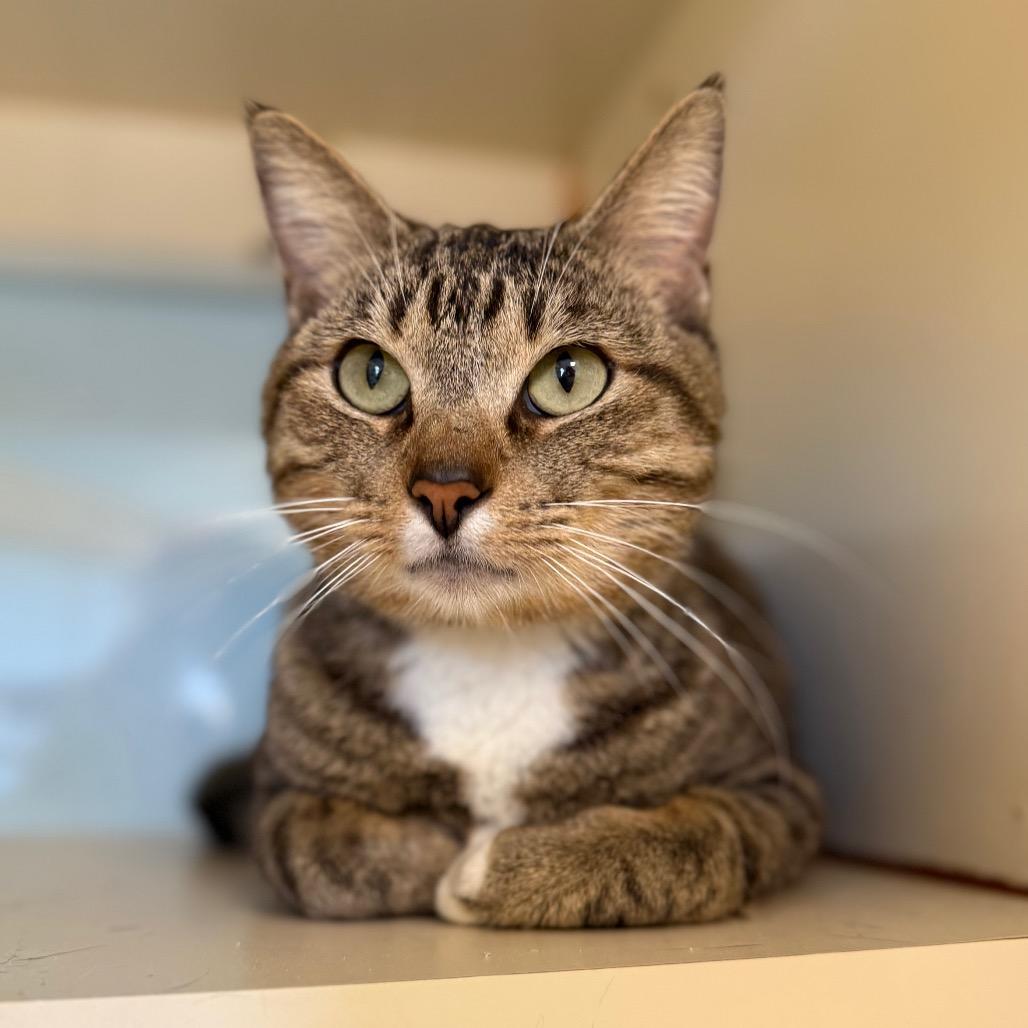 Enlarge Brad, a Adoptable Domestic Short Hair in Tulsa, OK image 2/5