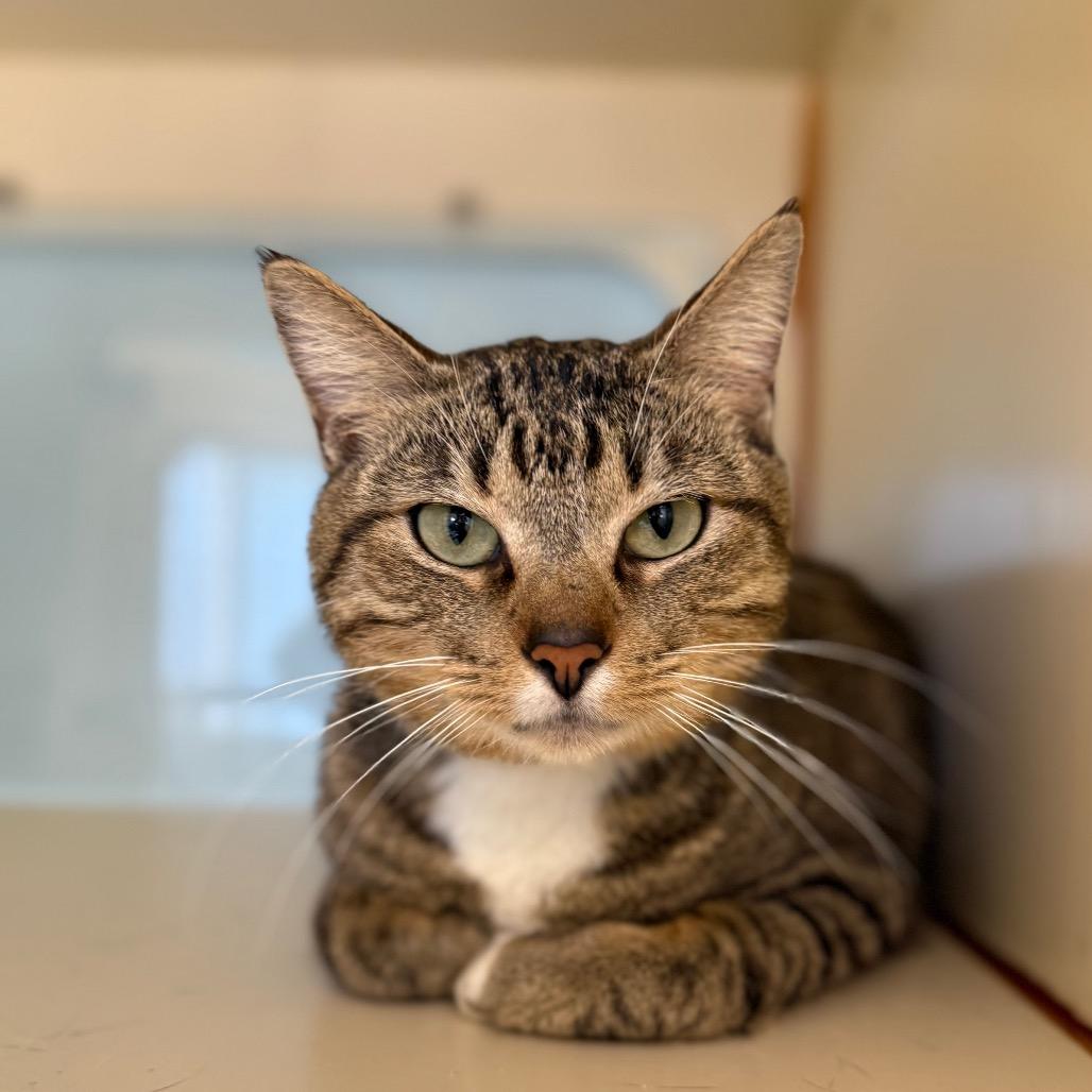 Enlarge Brad, a Adoptable Domestic Short Hair in Tulsa, OK image 3/5