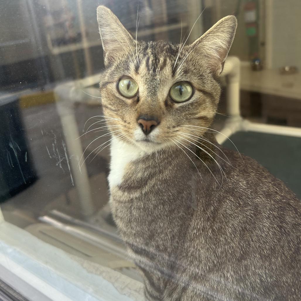 Enlarge Brad, a Adoptable Domestic Short Hair in Tulsa, OK image 4/5