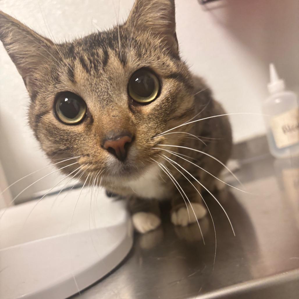 Enlarge Brad, a Adoptable Domestic Short Hair in Tulsa, OK image 5/5