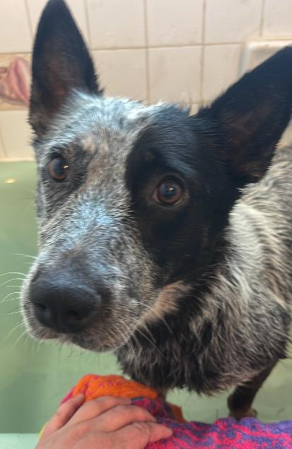 Enlarge Gretchen, a ADOPTABLE Australian Cattle Dog / Blue Heeler in Colville , WA image 3/3