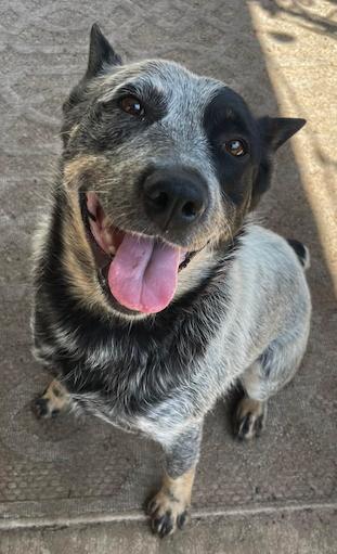 Gretchen, ADOPTABLE, Young Female Australian Cattle Dog / Blue Heeler.