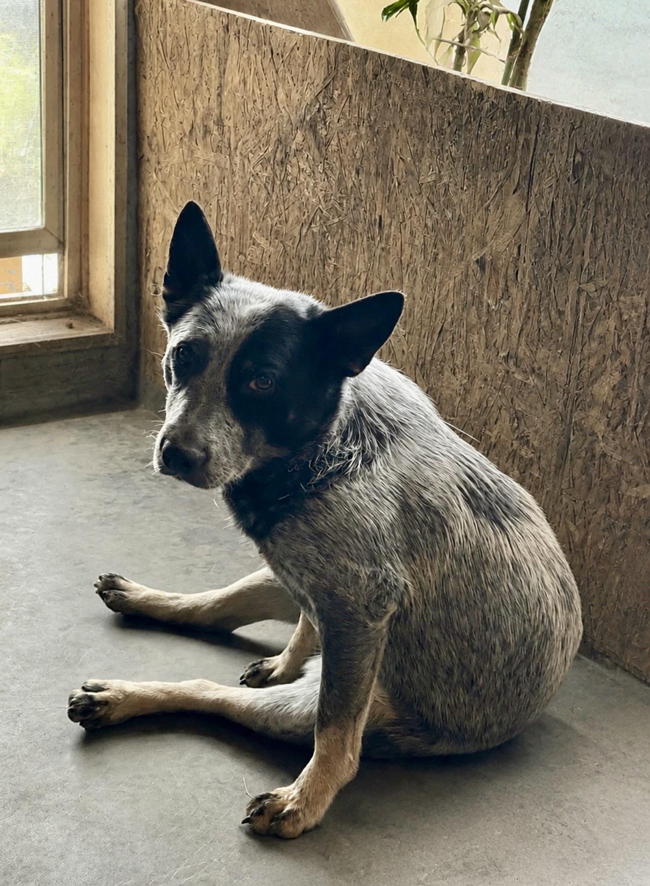 Enlarge Gretchen, a ADOPTABLE Australian Cattle Dog / Blue Heeler in Colville , WA image 2/3