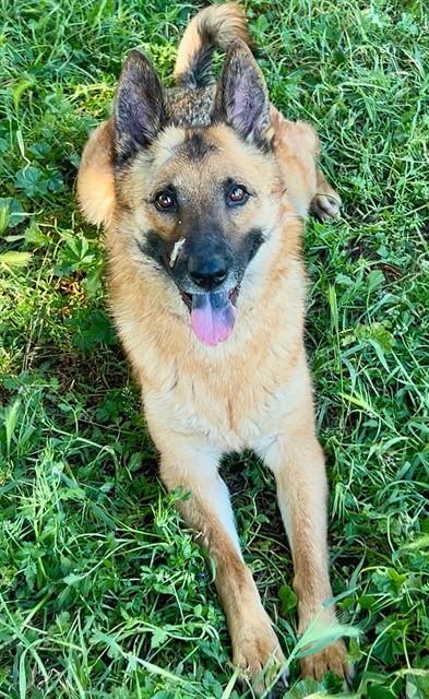 TARJA, Adoptable, Young Female German Shepherd Dog & Siberian Husky.