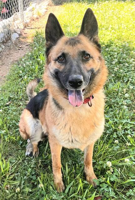 TARJA, Adoptable, Young Female German Shepherd Dog & Siberian Husky.