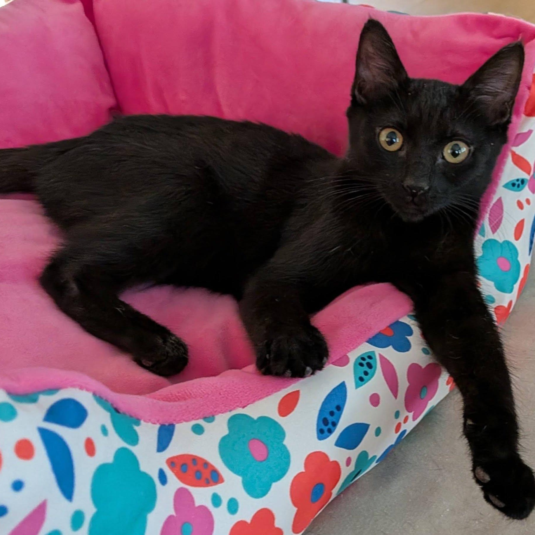 Riley, ADOPTABLE, Kitten Female Domestic Short Hair.