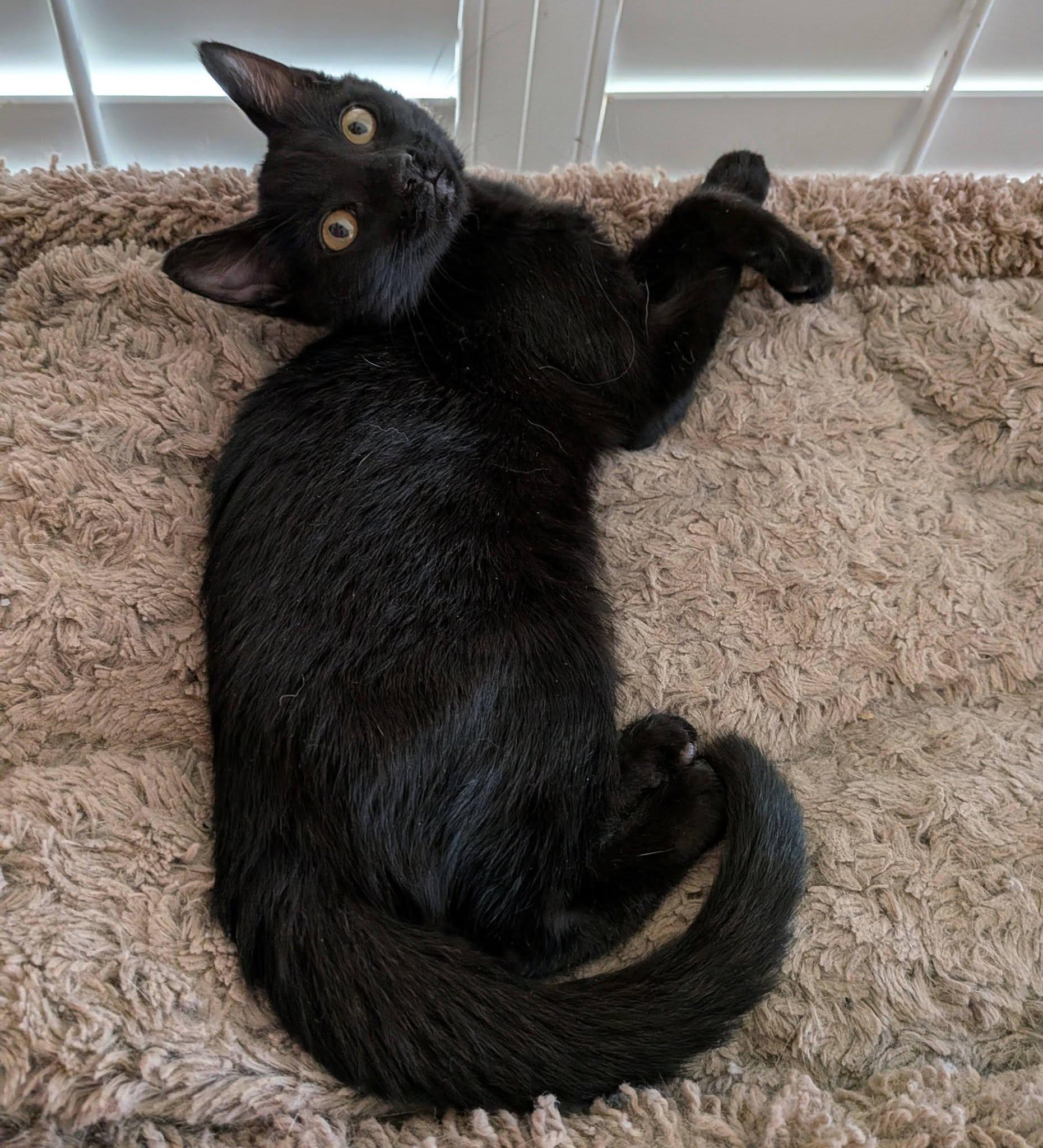 Riley, a ADOPTABLE Domestic Short Hair in Queen Creek, AZ image 3/5
