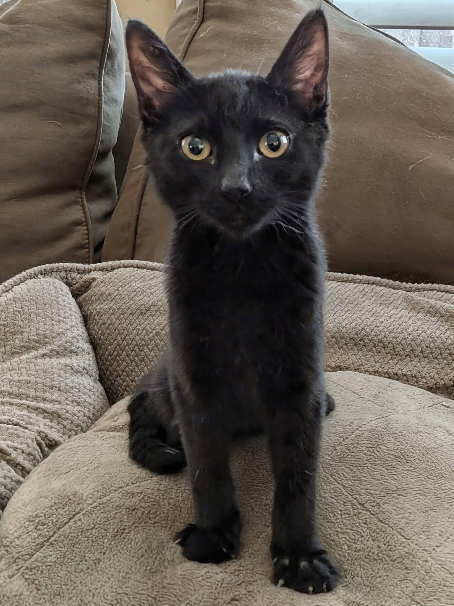 Riley, a ADOPTABLE Domestic Short Hair in Queen Creek, AZ image 2/5