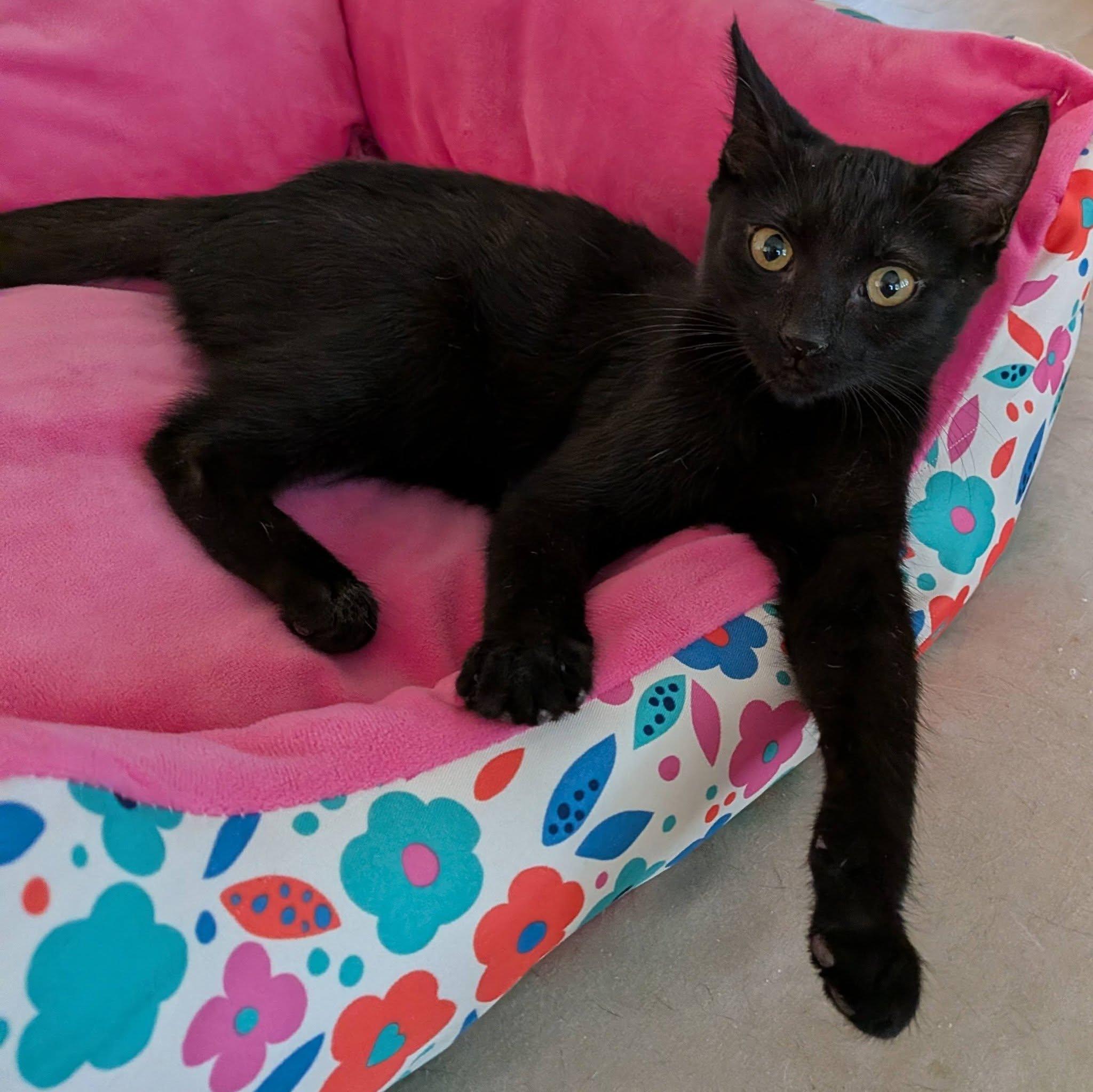 Riley, a ADOPTABLE Domestic Short Hair in Queen Creek, AZ image 4/5