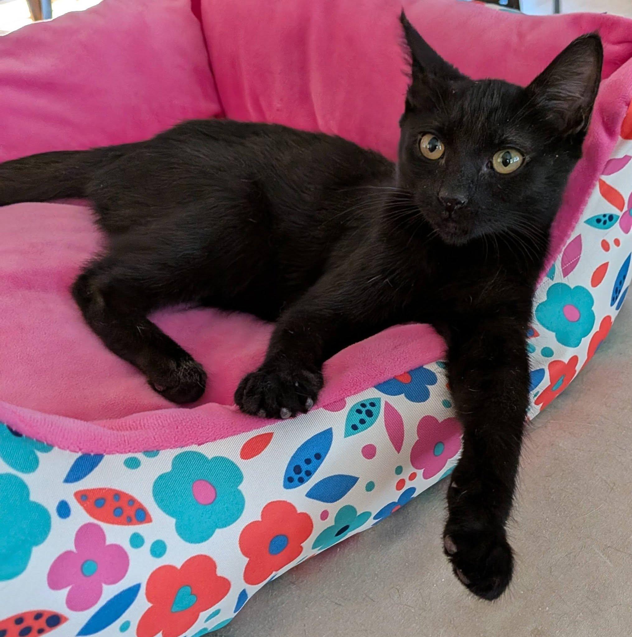 Riley, a ADOPTABLE Domestic Short Hair in Queen Creek, AZ image 5/5