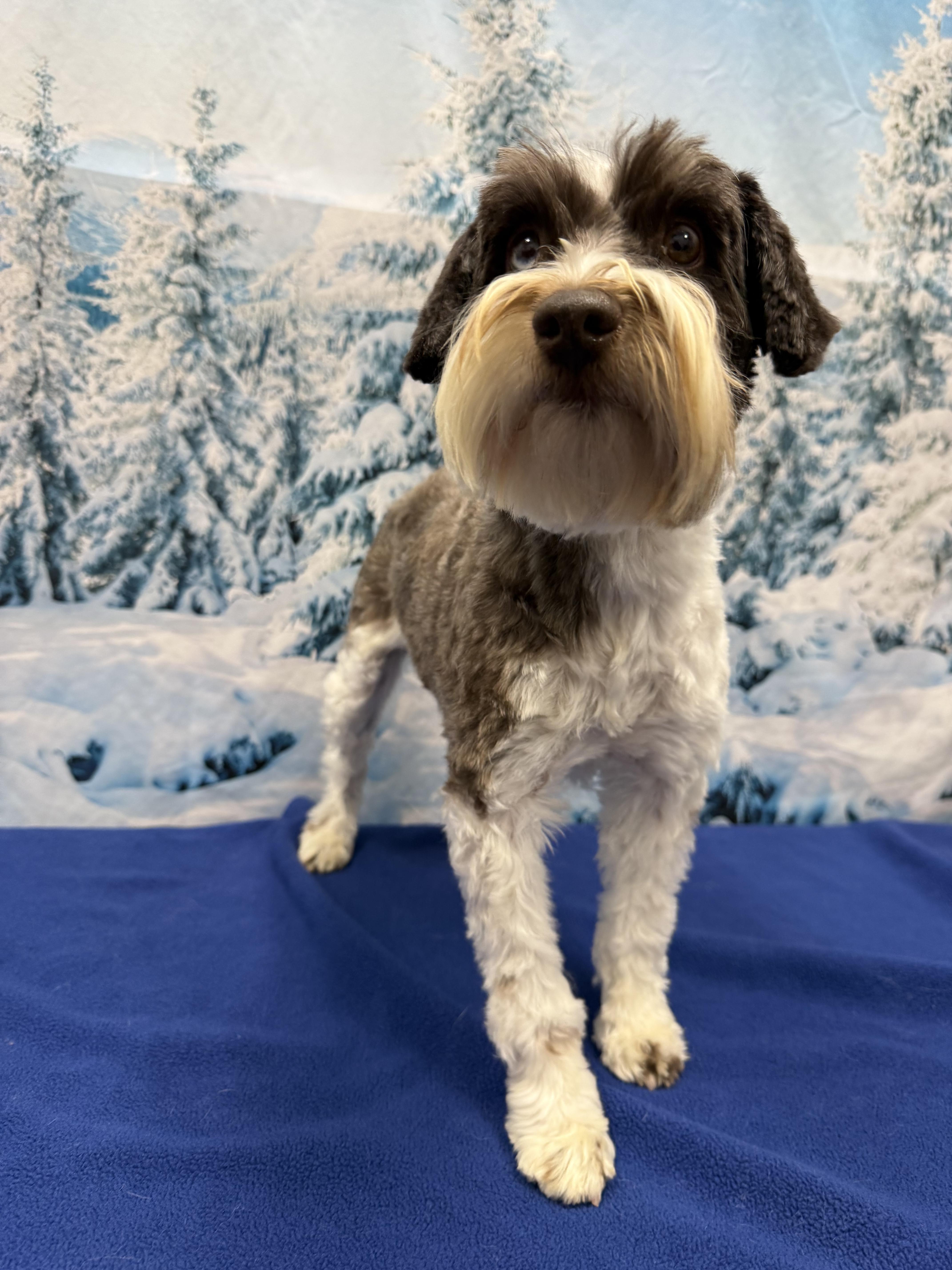 Crystal, ADOPTABLE, Adult Female Miniature Schnauzer.
