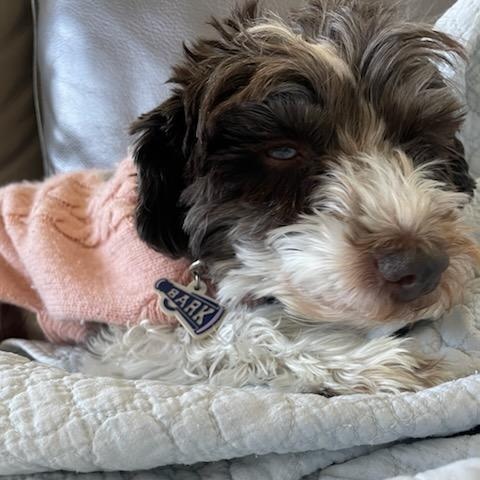 Crystal, ADOPTABLE, Adult Female Miniature Schnauzer.