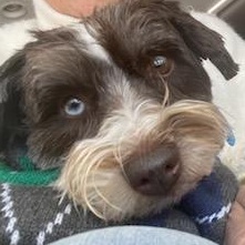 Enlarge Crystal, a ADOPTABLE Miniature Schnauzer in West Valley, UT image 1/6