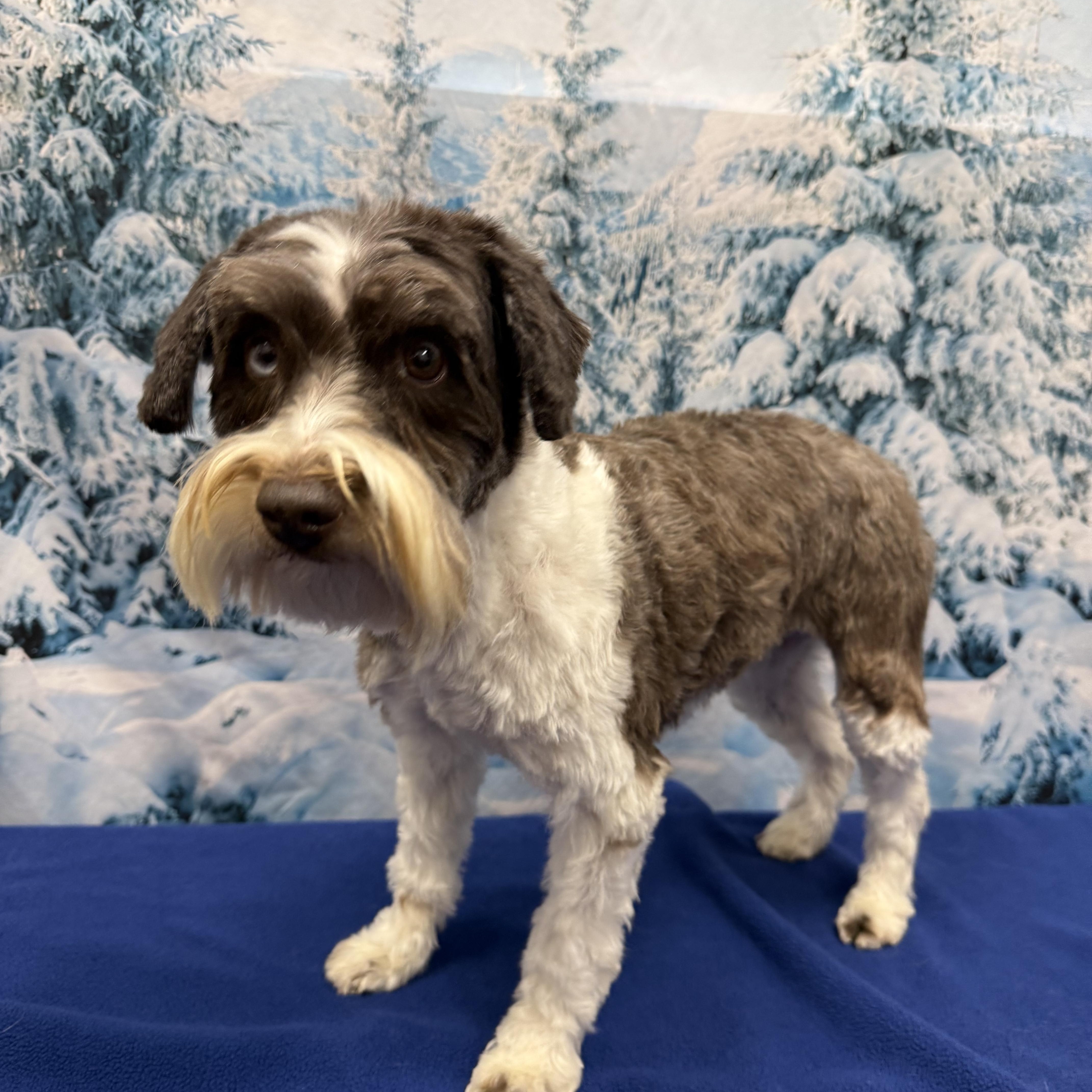 Enlarge Crystal, a ADOPTABLE Miniature Schnauzer in West Valley, UT image 6/6