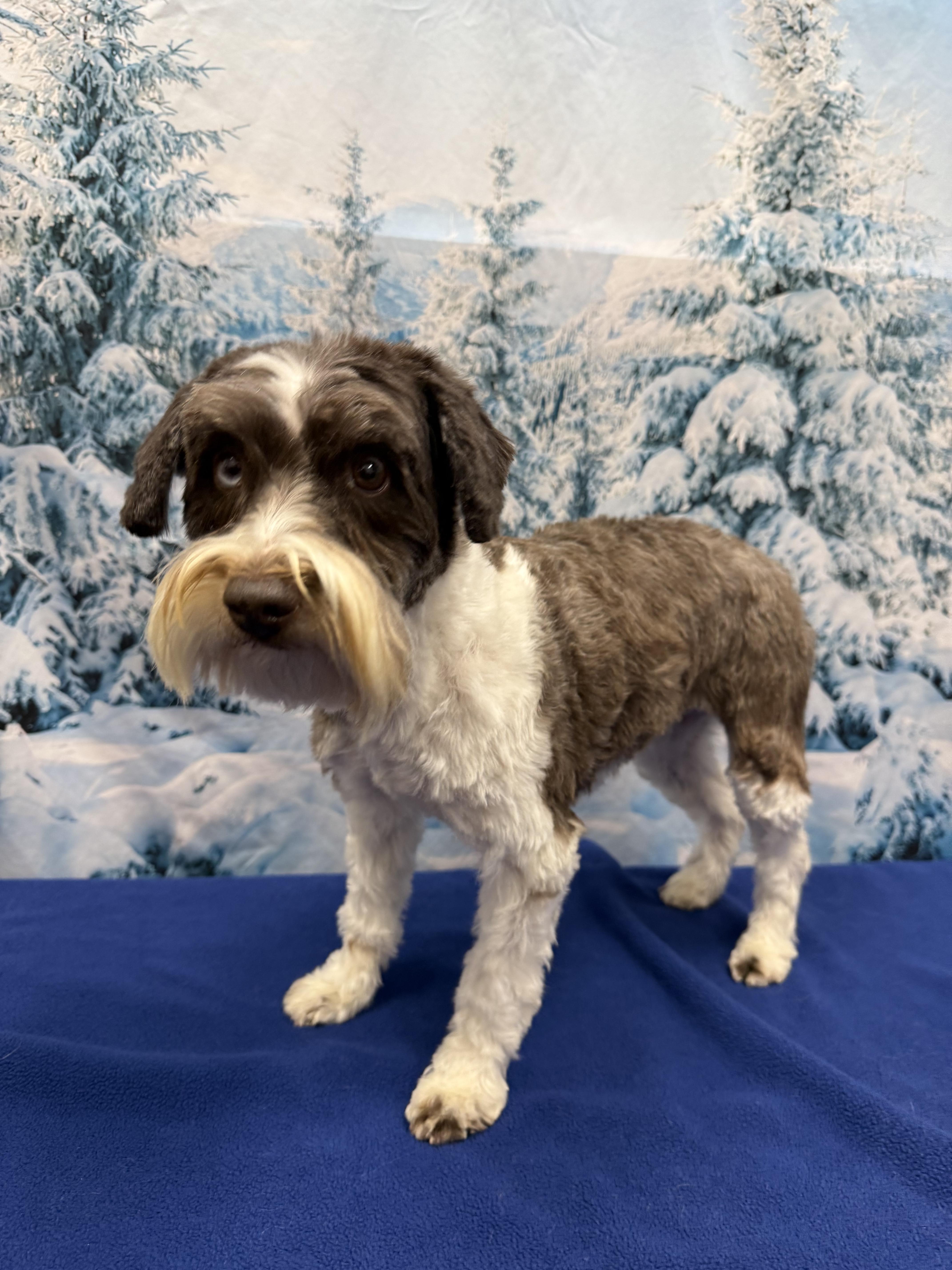Enlarge Crystal, a ADOPTABLE Miniature Schnauzer in West Valley, UT image 2/2