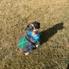 Enlarge Crystal, a ADOPTABLE Miniature Schnauzer in West Valley, UT image 2/6
