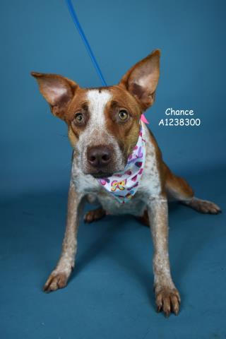 Enlarge Chance -- URGENT! LONGTIME RESIDENT!, an adopted mixed breed in Thousand Oaks, CA image 1/1
