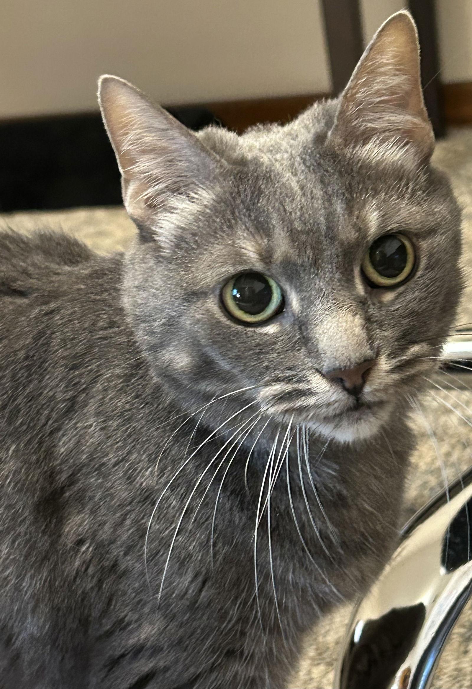 Shelley, Adopted, Adult Female Domestic Medium Hair.