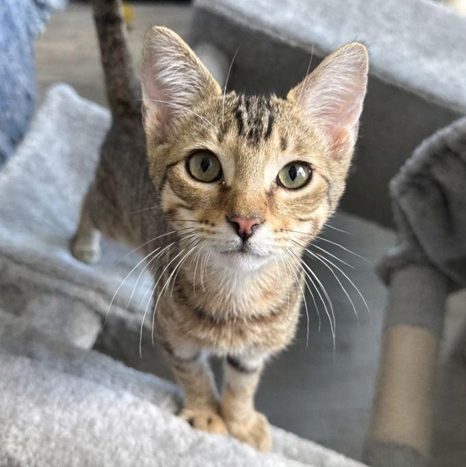 Enlarge Lil Bit, an adopted Domestic Short Hair in Parkland, FL image 1/4