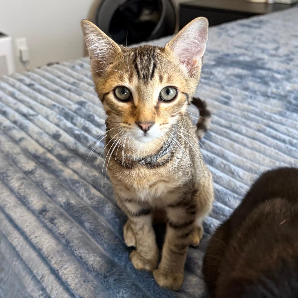 Enlarge Lil Bit, a ADOPTABLE Domestic Short Hair in Parkland, FL image 1/4