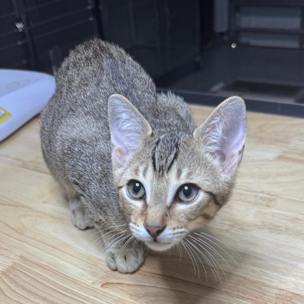 Enlarge Lil Bit, a ADOPTABLE Domestic Short Hair in Parkland, FL image 4/4