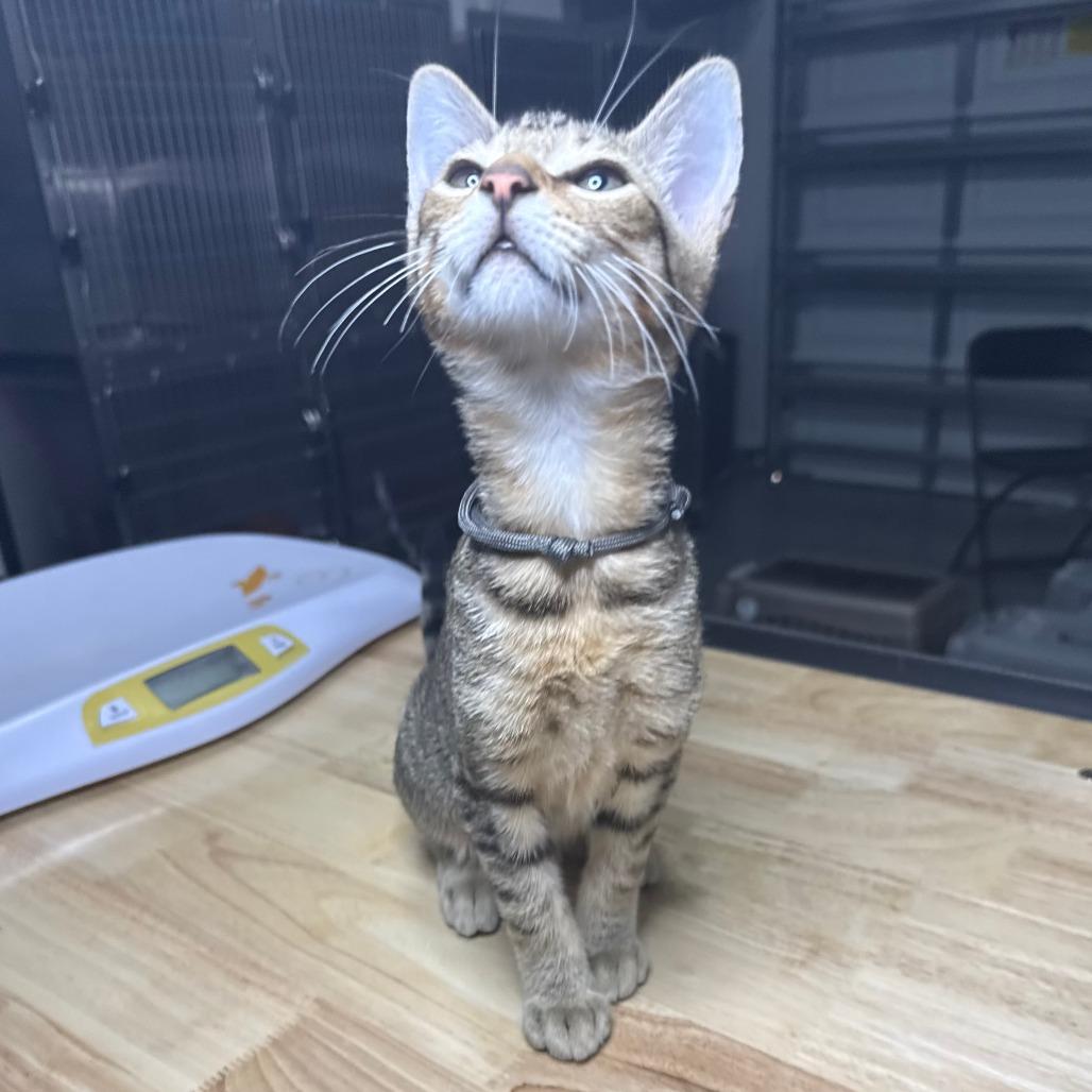 Enlarge Lil Bit, a ADOPTABLE Domestic Short Hair in Parkland, FL image 3/4