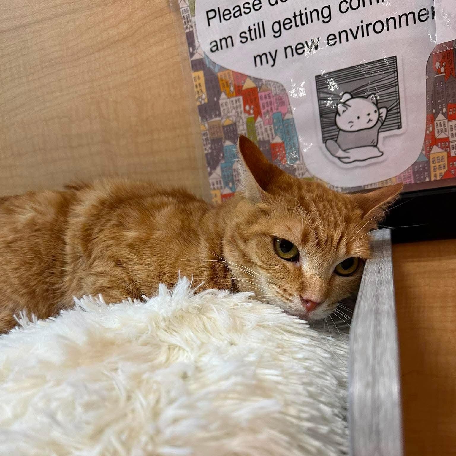 Honey, an adopted Tabby in Midwest City, OK image 2/2