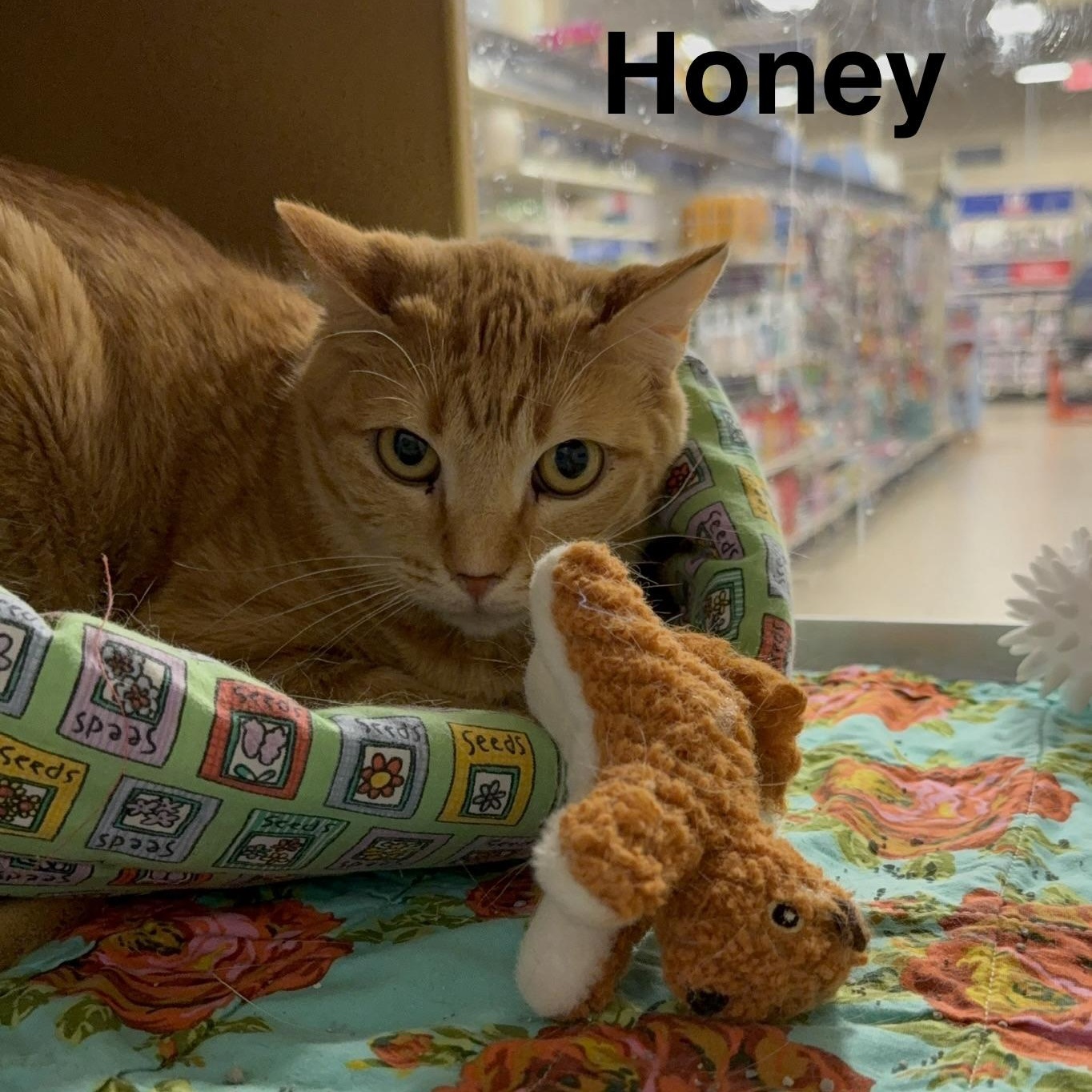 Honey, adopted, Young Female Tabby.