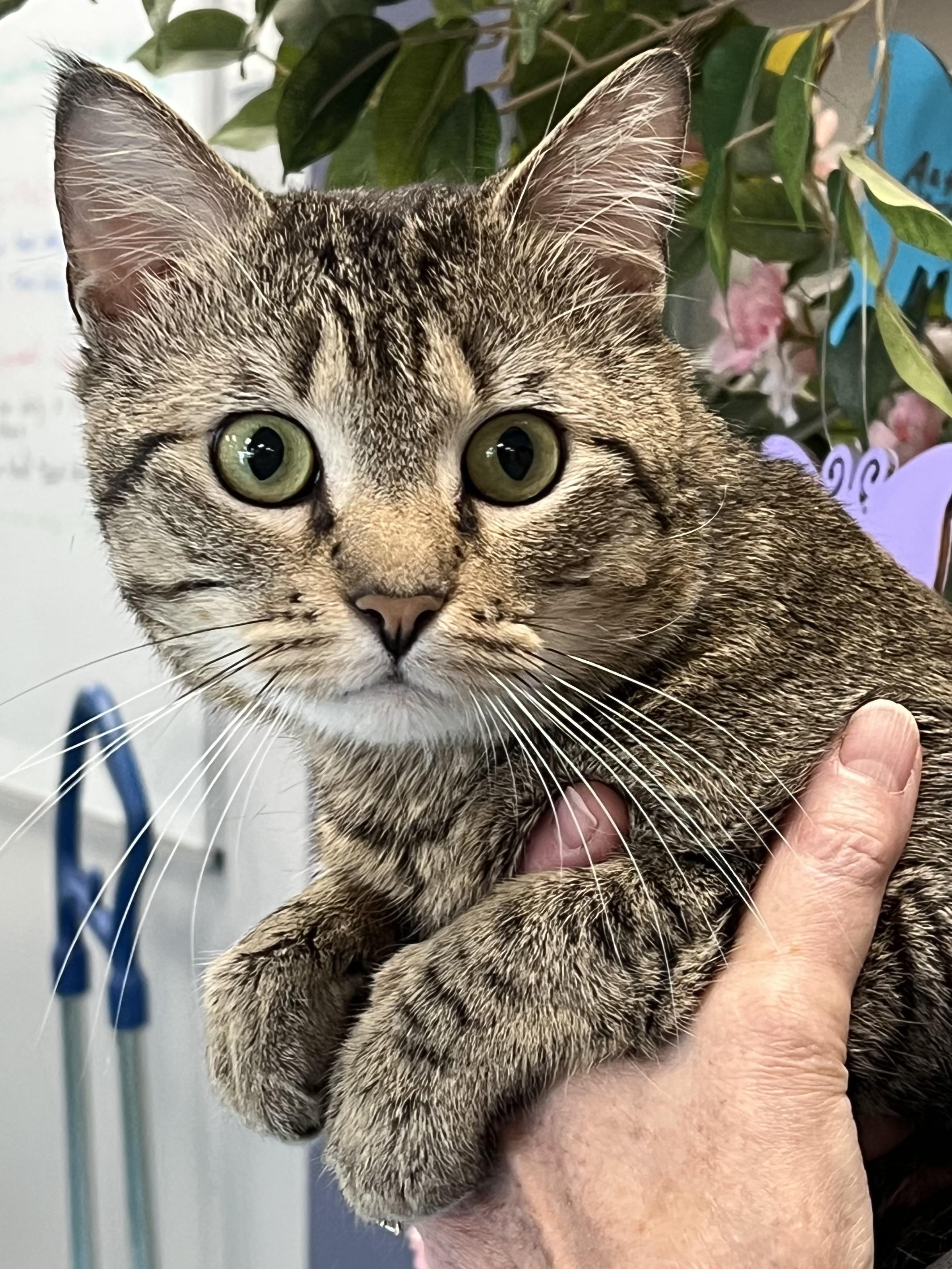 Bando, a ADOPTABLE Domestic Short Hair in Johnston, RI image 2/6