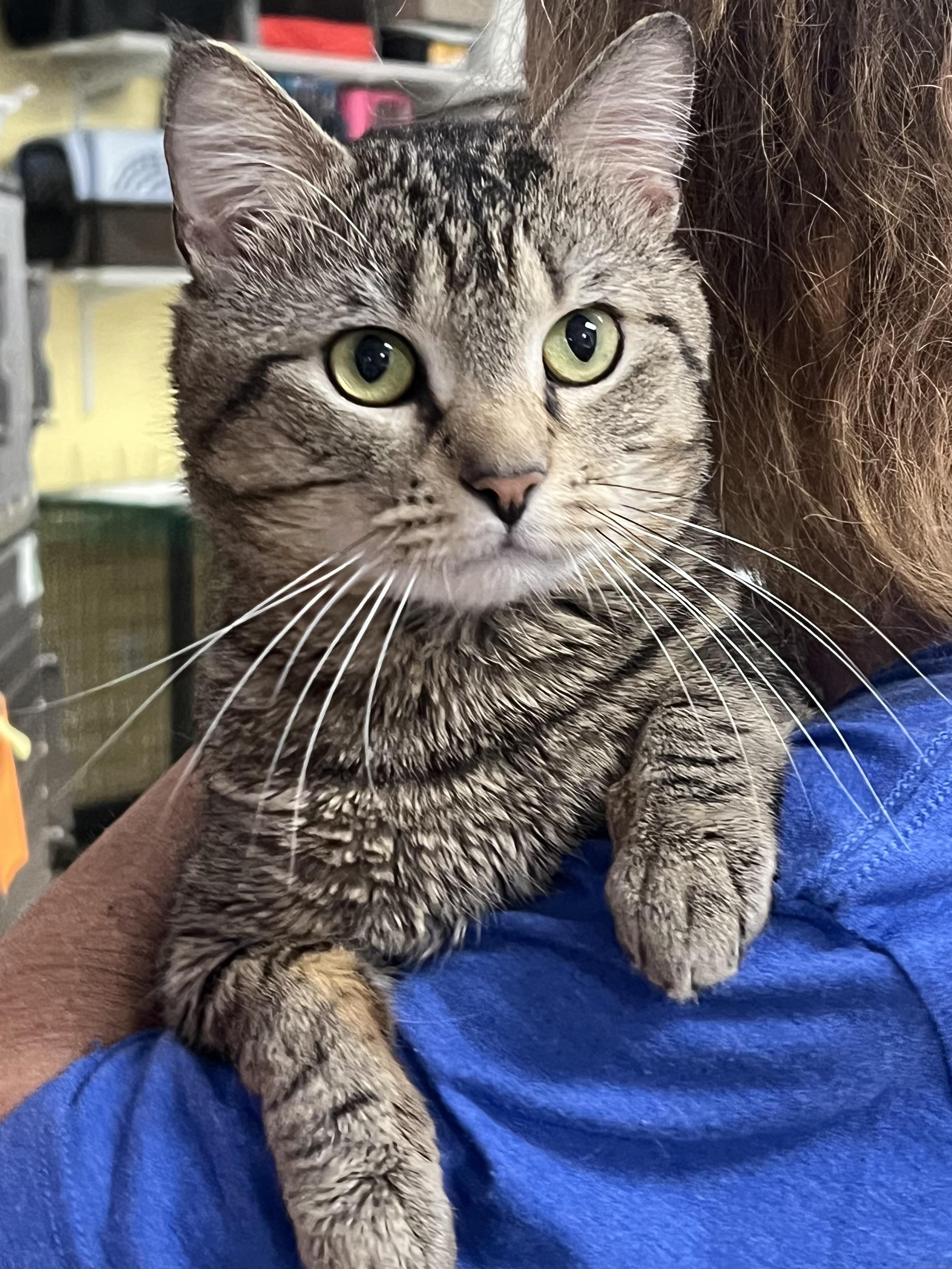 Bando, a ADOPTABLE Domestic Short Hair in Johnston, RI image 3/6