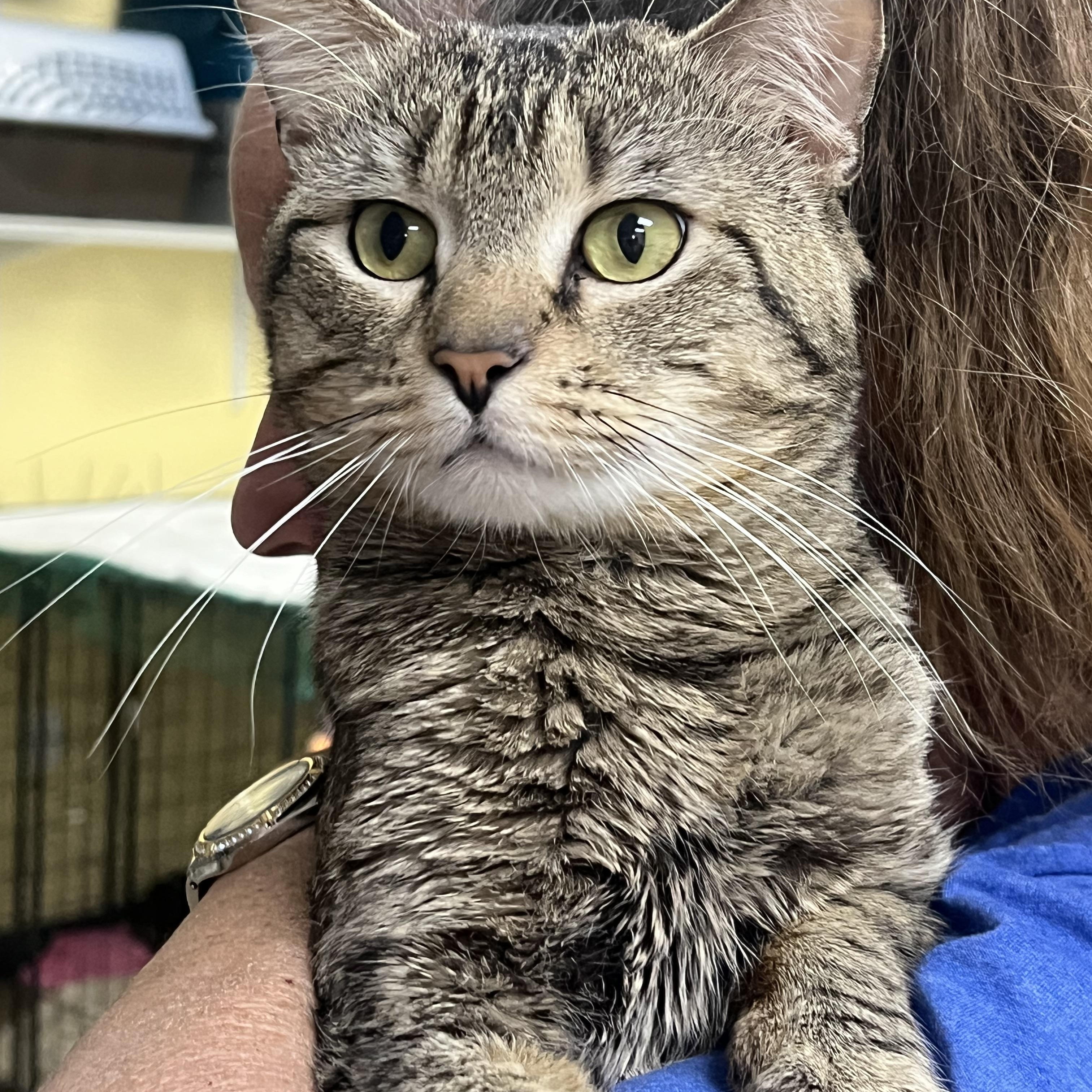 Bando, a ADOPTABLE Domestic Short Hair in Johnston, RI image 5/6