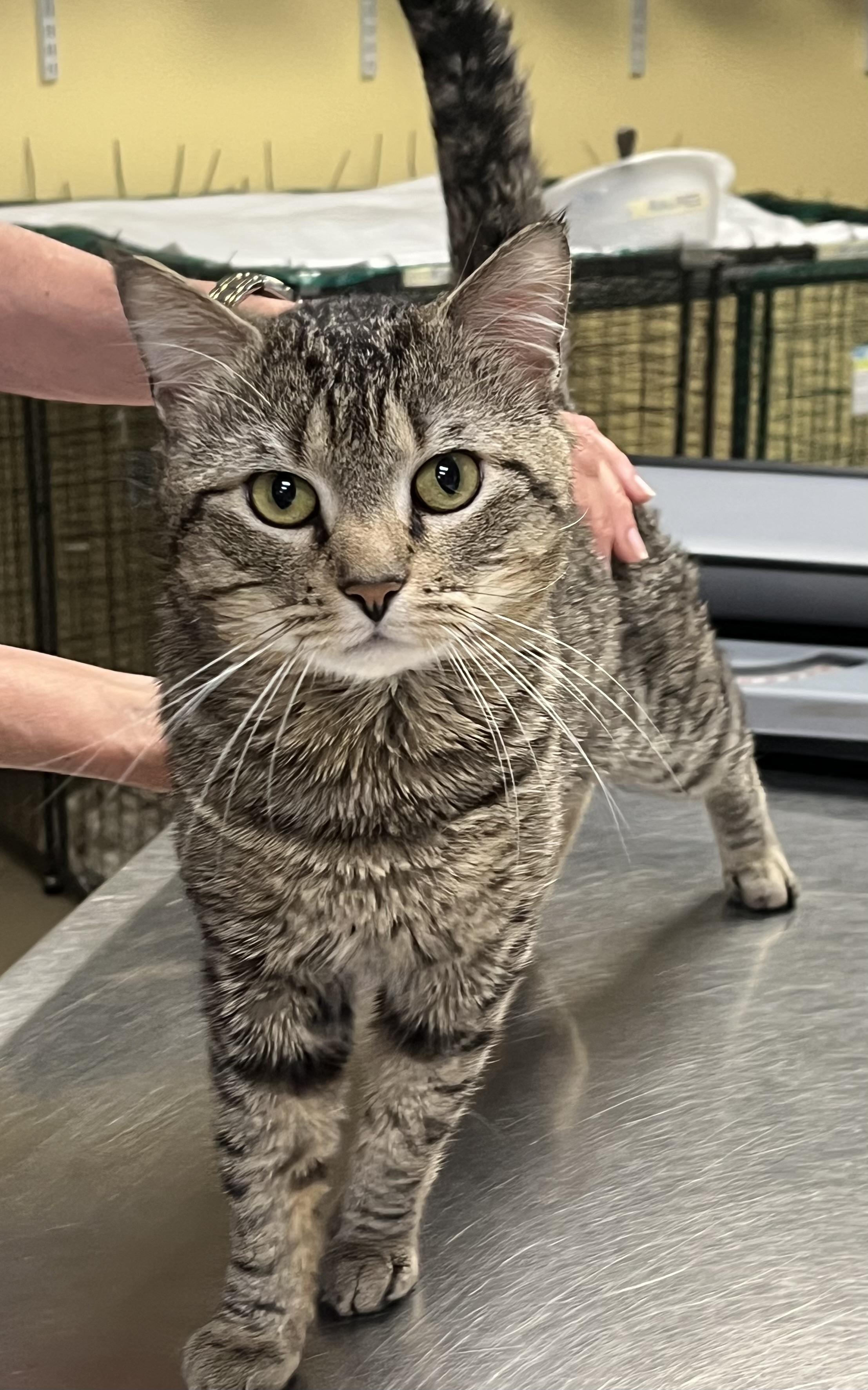 Bando, a ADOPTABLE Domestic Short Hair in Johnston, RI image 4/6