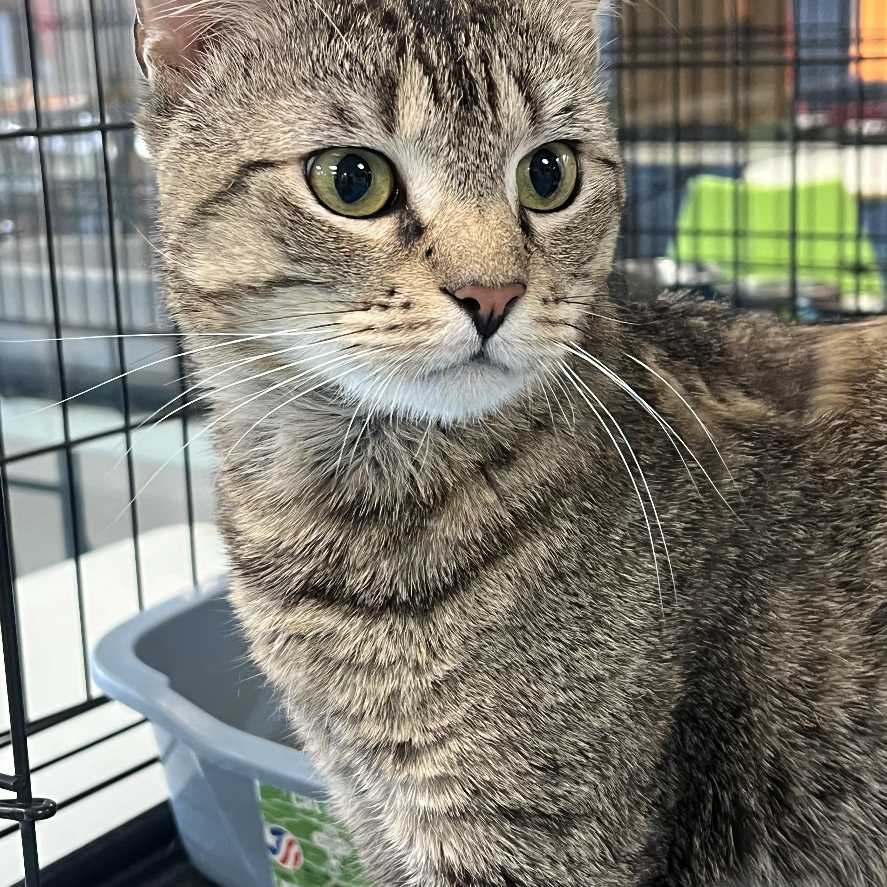 Bando, a ADOPTABLE Domestic Short Hair in Johnston, RI image 6/6