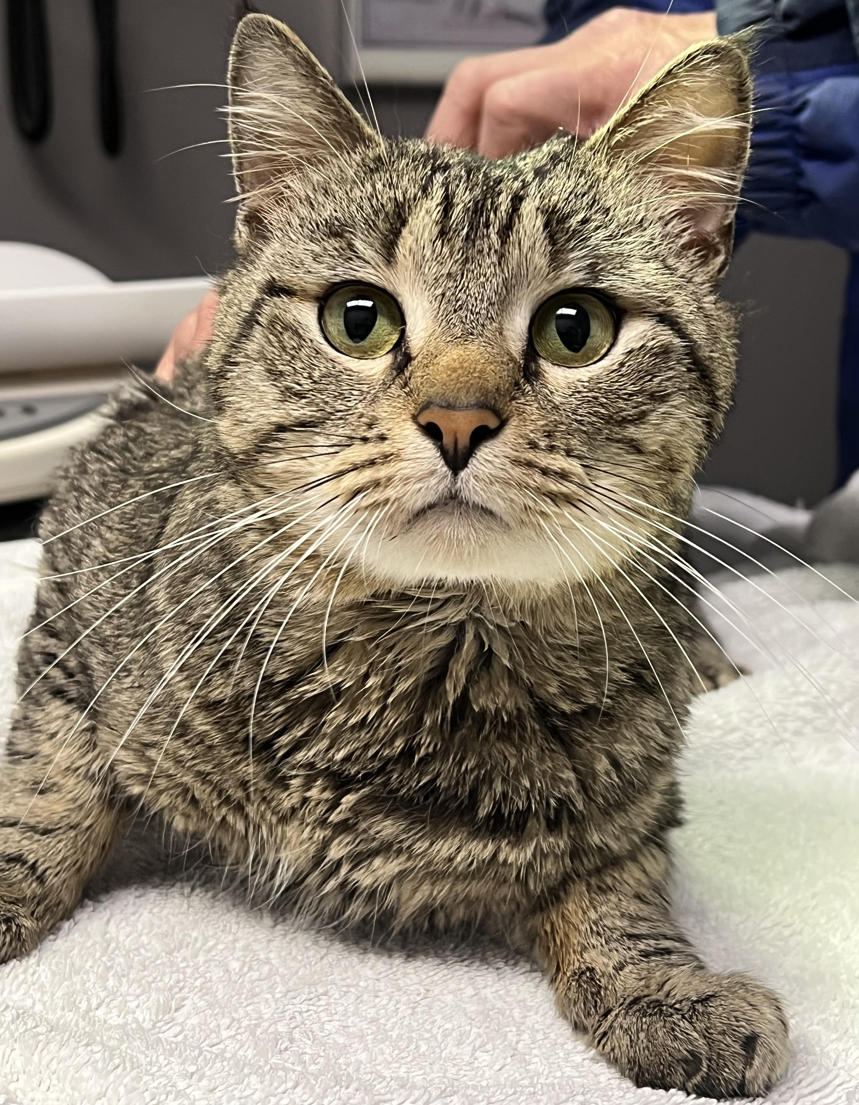 Bando, ADOPTABLE, Adult Male Domestic Short Hair.