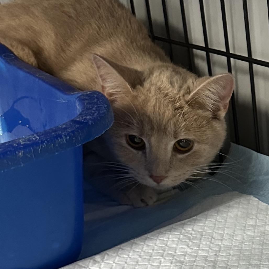 Enlarge Kittie, a Adoptable Domestic Short Hair in Corbin, KY image 1/1
