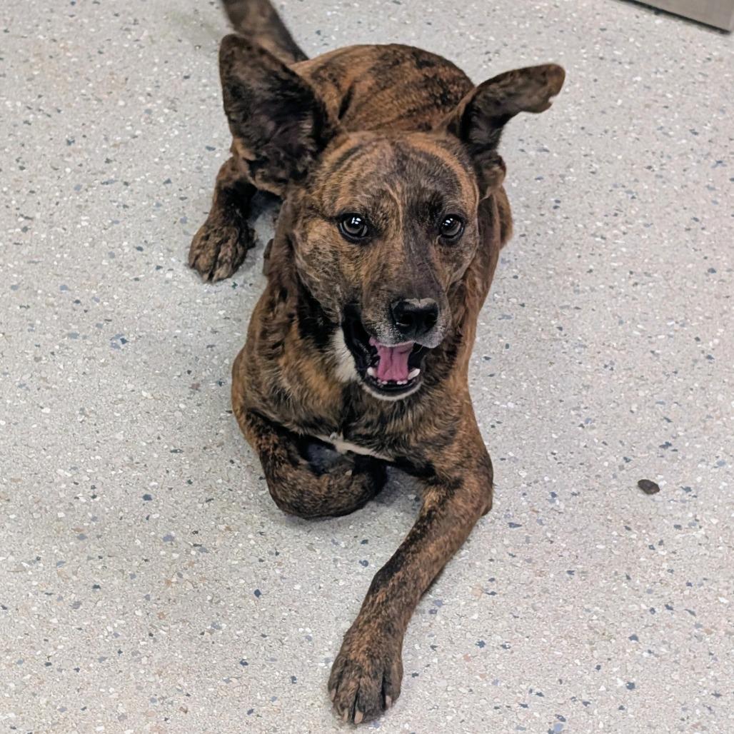 Archie, Adoptable, Adult Male Mixed Breed.