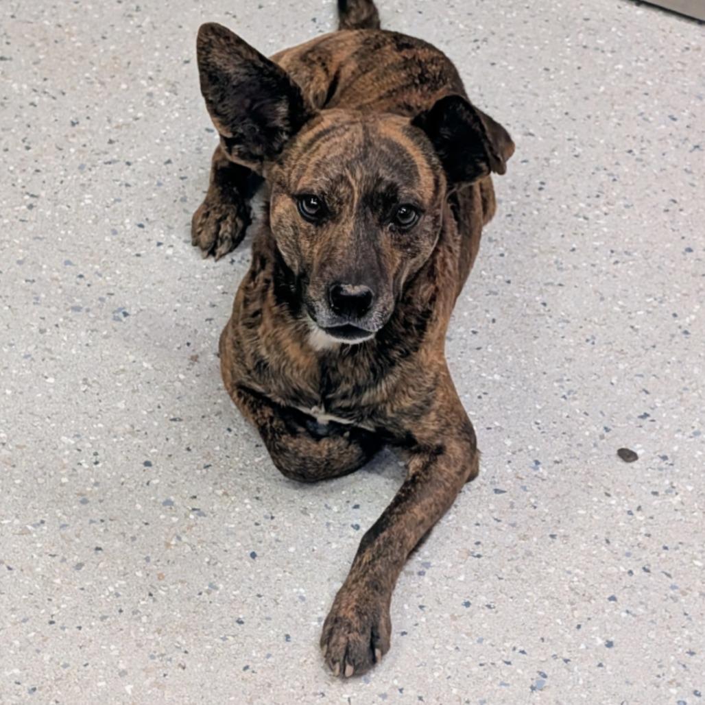 Enlarge Archie, a Adoptable Mixed Breed in Huntsville, AR image 2/5