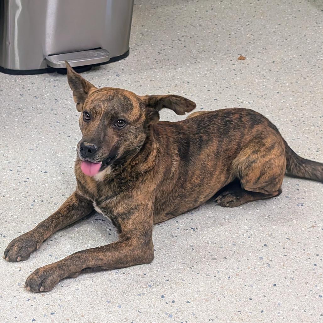 Enlarge Archie, a Adoptable Mixed Breed in Huntsville, AR image 3/5