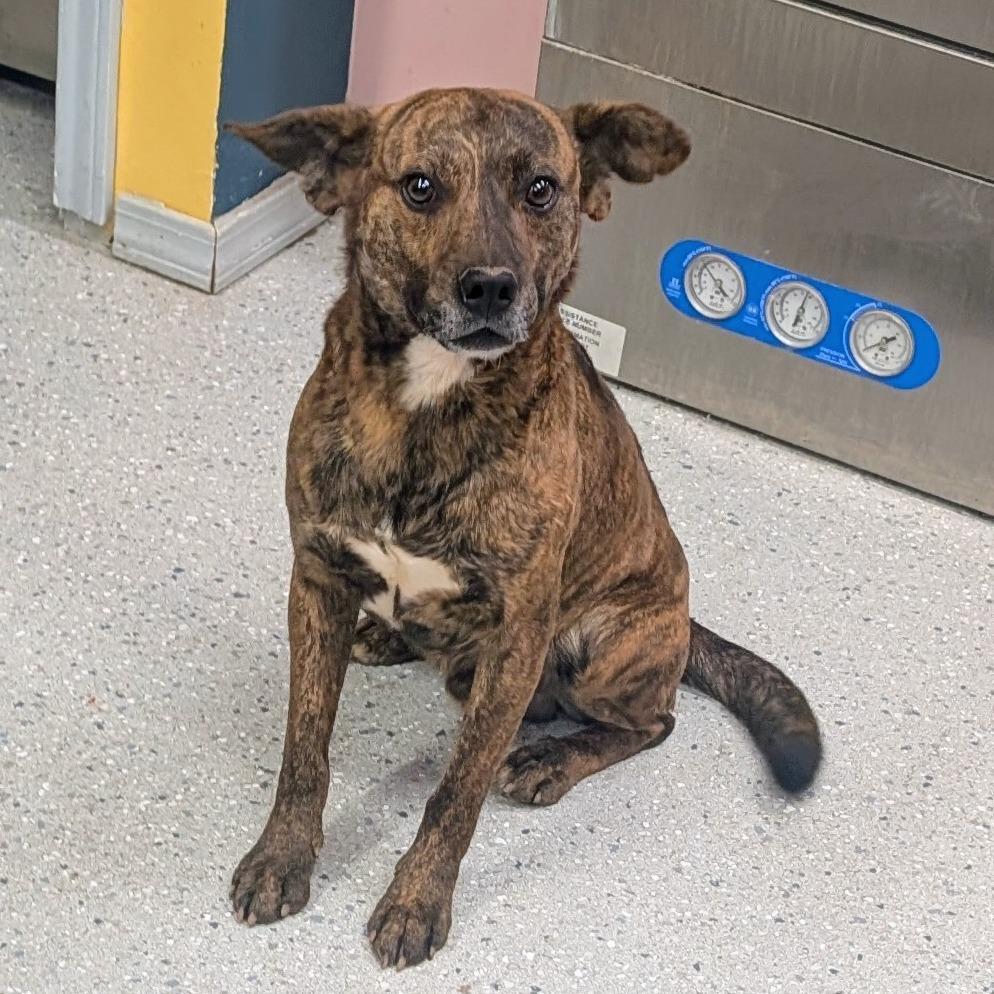 Enlarge Archie, a Adoptable Mixed Breed in Huntsville, AR image 4/5