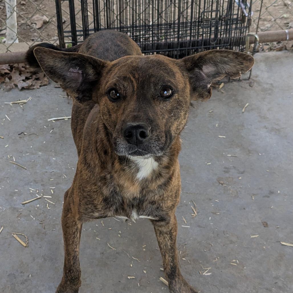 Enlarge Archie, a Adoptable Mixed Breed in Huntsville, AR image 5/5
